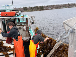 Waldo County Technical Center Students Bring Kelp from Classroom to Table